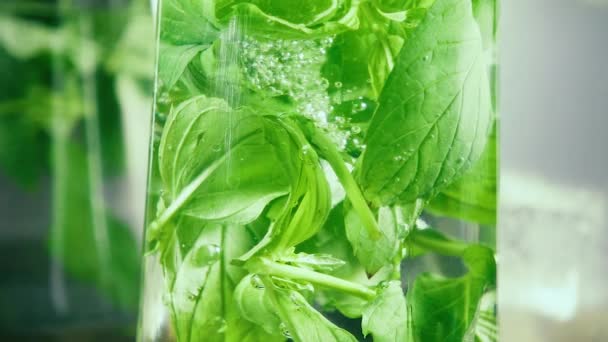 Burbujas de cámara lenta en las hojas de menta en un vaso de agua — Vídeo de stock