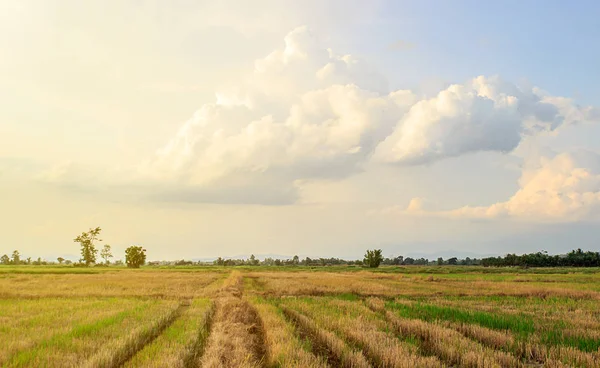 Sky Beautiful Cloud Meadow Sunlight Plain Landscape Background Summer Poster — Stock Photo, Image