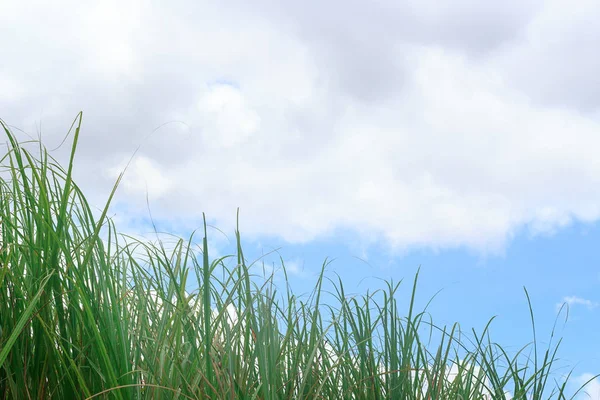 Fresh green grass and blue sky with white cloud. Copy space for design