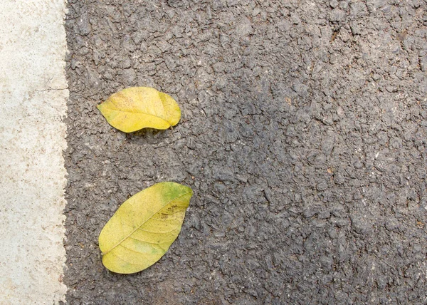 Tutup Dedaunan Kering Lantai Semen Dengan Ruang Fotokopi Untuk Desain — Stok Foto