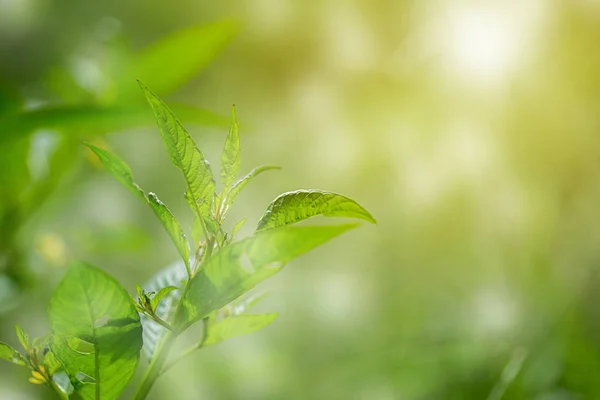 Closeup Verse Groene Blad Met Zonlicht Tuin Van Het Zomerseizoen — Stockfoto