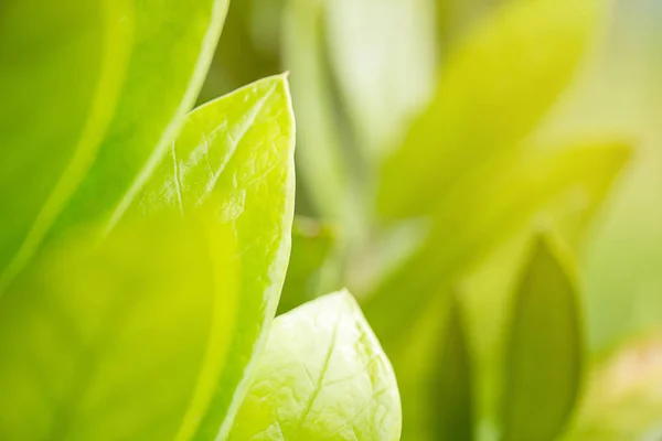 Крупним Планом Свіжий Зелений Лист Сонячним Світлом Саду Літній Сезон — стокове фото