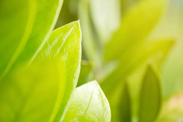 Primer Plano Hoja Verde Fresca Con Luz Del Sol Jardín —  Fotos de Stock