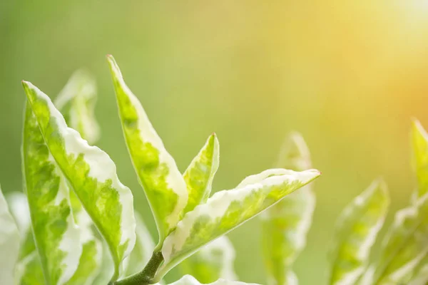 クローズ アップ夏の庭で太陽光での新鮮な緑の葉 自然の緑の植物風景概念の背景や壁紙として使用します 使用して 設計のためのスペースをコピーします — ストック写真