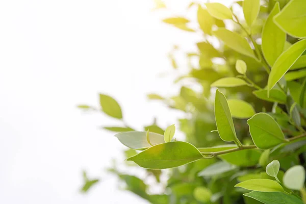 Close Macro Van Verse Groene Blad Textuur Achtergrond Met Zonlicht — Stockfoto