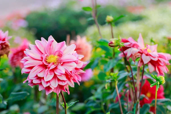 Närbild av dahlia blommor. — Stockfoto