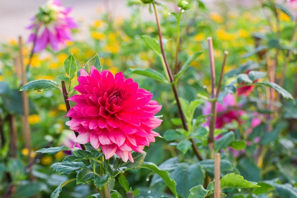 Närbild av dahlia blommor. — Stockfoto