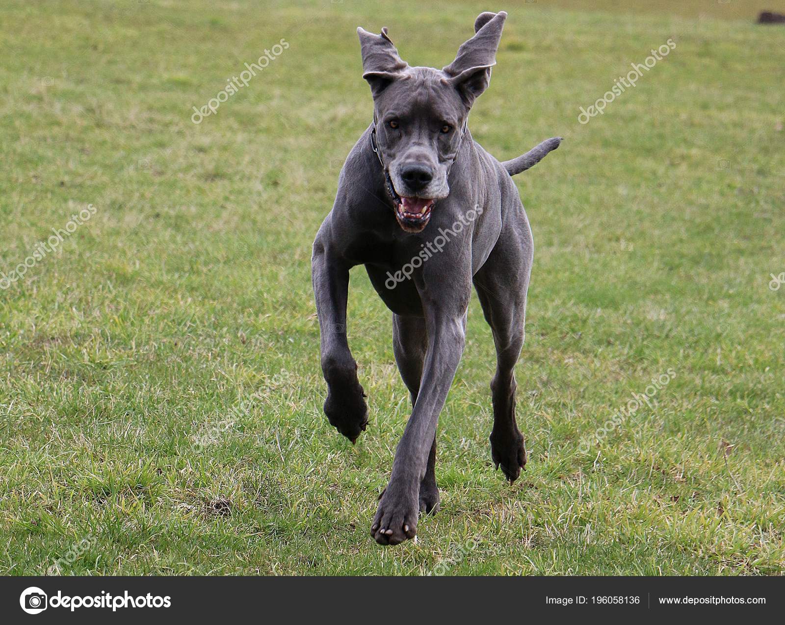 Are Great Danes Good Running Partners