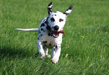 Dalmaçyalı köpeğin bahçede çalışıyor