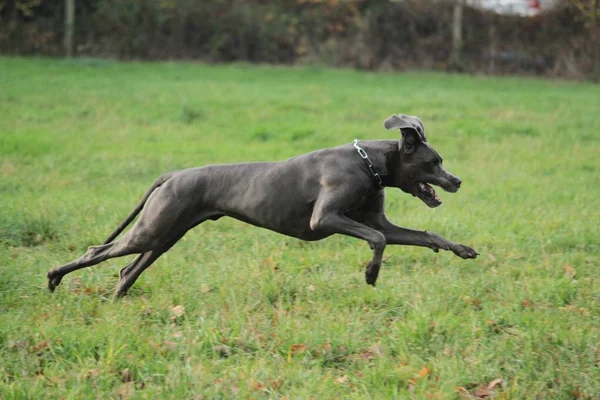 Dog Niemiecki Jest Uruchomiona Pole Mniszek Lekarski — Zdjęcie stockowe