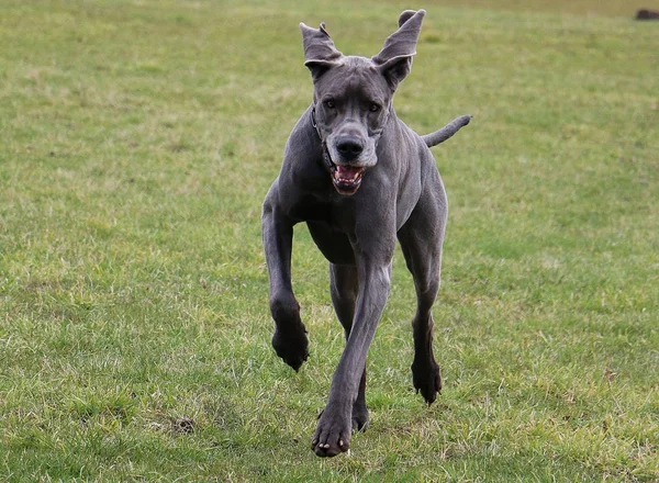 Danua dandelions sahip bir alan üzerinde çalışan