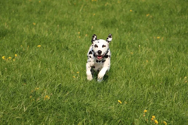 Dalmatiner Hund Läuft Garten Herum — Stockfoto