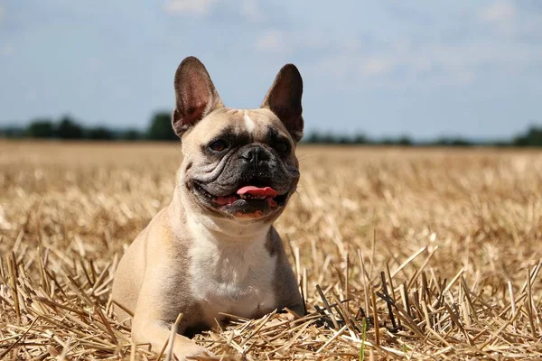Bulldog Francés Está Acostado Campo Rastrojos —  Fotos de Stock