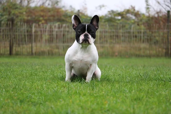 Fransk Bulldog Porträtt Trädgården — Stockfoto
