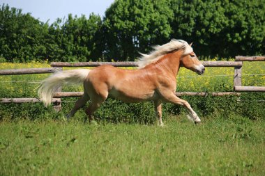 güzel haflinger at üzerinde bir padok güneş koşuyor