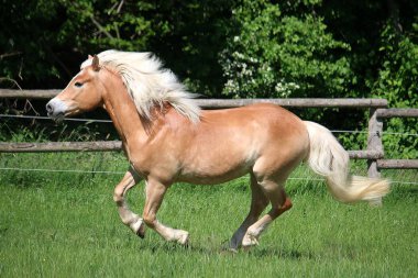 güzel haflinger at üzerinde bir padok güneş koşuyor