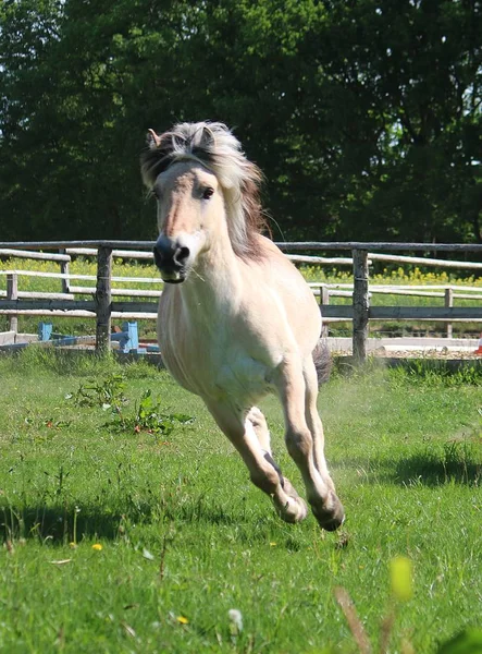 Hermoso Caballo Fiordo Ejecuta Paddock Sol — Foto de Stock