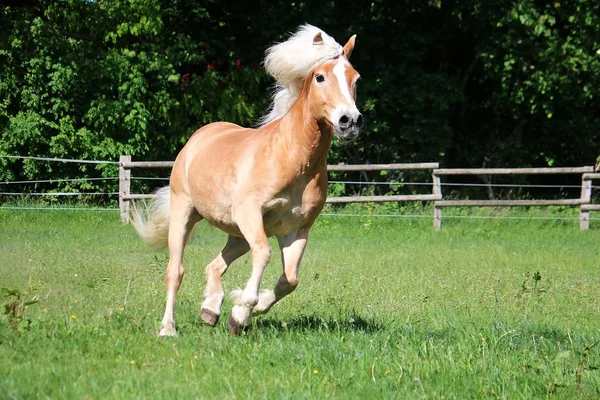 Belo Cavalo Haflinger Está Correndo Cais Sol — Fotografia de Stock