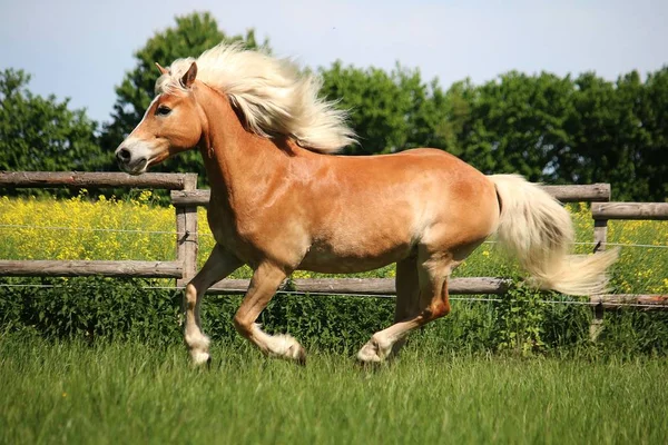 Gyönyörű Haflinger Fut Paddock Napsütésben — Stock Fotó