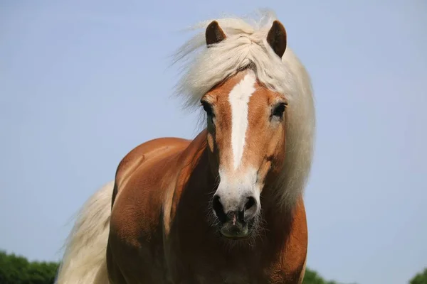 Schönes Haflinger Pferdekopf Porträt Auf Der Koppel — Stockfoto