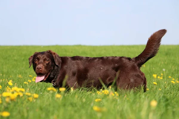 Labrador Marrón Está Pie Campo Con Dientes León — Foto de Stock