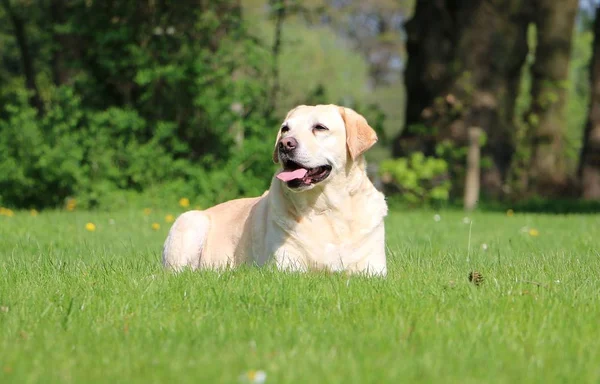 Hermoso Labrador Está Acostado Jardín — Foto de Stock