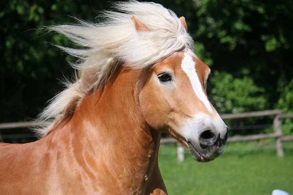 Schönes Haflinger Pferdekopf Porträt Auf Der Koppel — Stockfoto