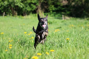 küçük karışık köpek dandelions sahip bir alan üzerinde çalışan