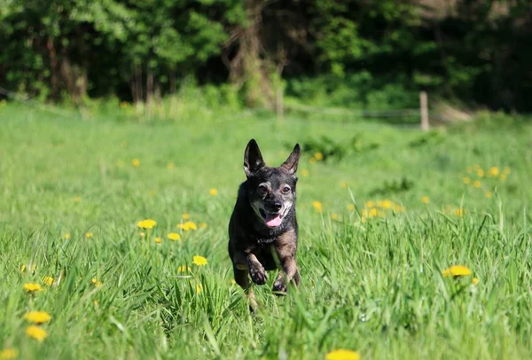 Pequeño Perro Mixto Está Corriendo Campo Con Dientes León — Foto de Stock