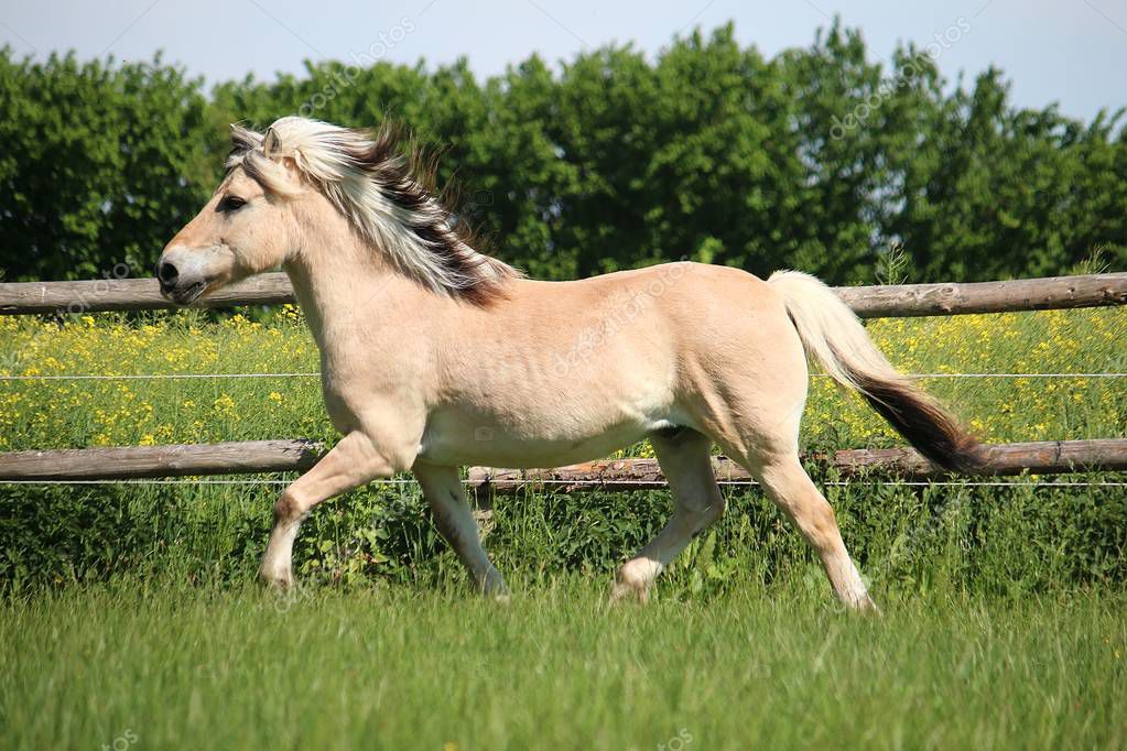 mooie fjord paard wordt uitgevoerd een paddock zon — stockfoto