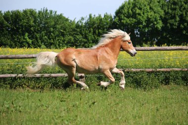 güzel haflinger at üzerinde bir padok güneş koşuyor