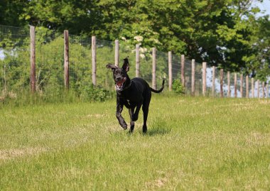 komik siyah Danua bahçede çalışıyor