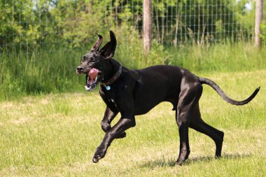 komik siyah Danua bahçede çalışıyor