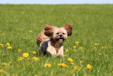 güzel lhasa apso dandelions sahip bir alan üzerinde çalışan
