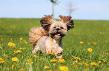 güzel lhasa apso dandelions sahip bir alan üzerinde çalışan