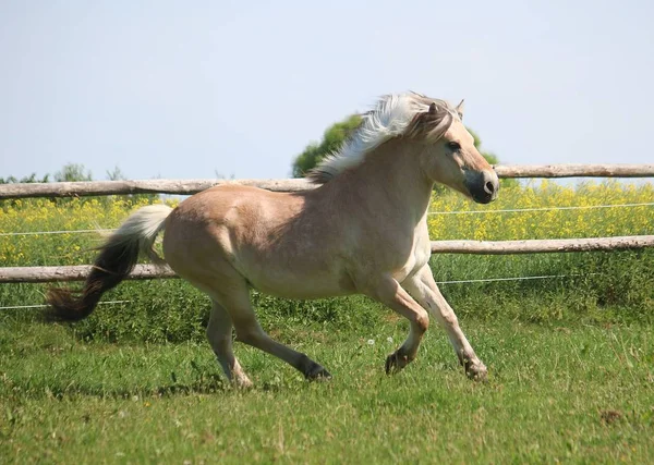 Belo Cavalo Fiorde Está Correndo Cais Sol — Fotografia de Stock