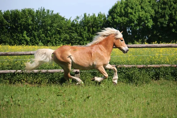 Bello Haflinger Cavallo Esecuzione Paddock Sotto Sole — Foto Stock