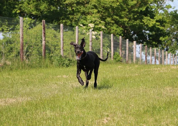 komik siyah Danua bahçede çalışıyor