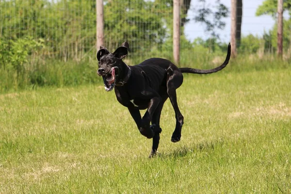 Zabawny Czarny Dog Jest Uruchomiony Ogrodzie — Zdjęcie stockowe