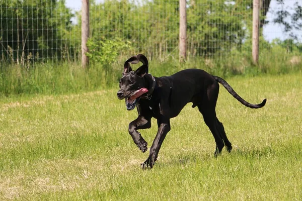 Zabawny Czarny Dog Jest Uruchomiony Ogrodzie — Zdjęcie stockowe
