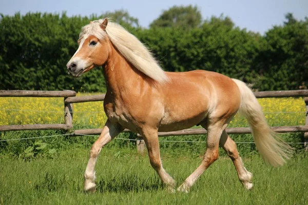 Όμορφη Haflinger Άλογο Τρέχει Μια Μάντρα Κάτω Από Τον Ήλιο — Φωτογραφία Αρχείου