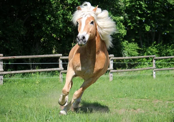 Belo Cavalo Haflinger Está Correndo Cais Sol — Fotografia de Stock