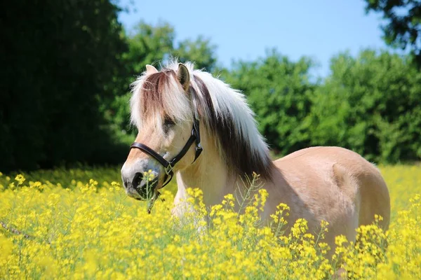 Hermoso Caballo Fiordo Está Pie Campo Semillas Colza Sol — Foto de Stock