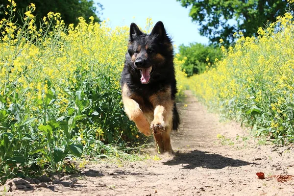 Beautiful German Shepherd Running Rape Seed Field — Stock Photo, Image