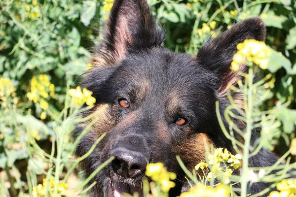 Beautiful German Shepherd Sitting Rape Seed Field Sunshine — Stock Photo, Image