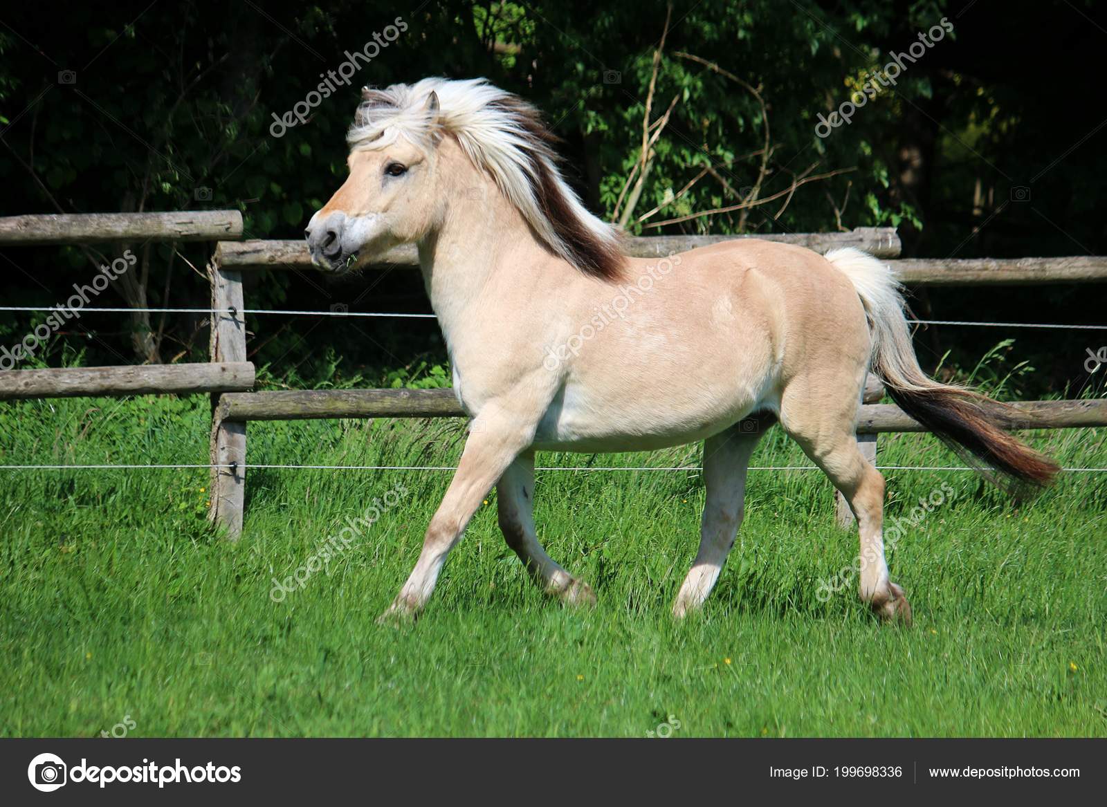 mooie fjord paard wordt uitgevoerd een paddock zon — stockfoto