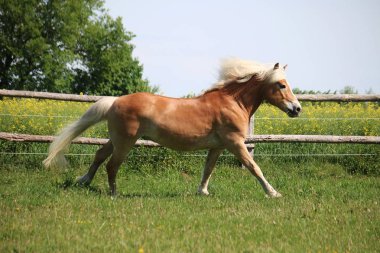 güzel haflinger at üzerinde bir padok güneş koşuyor