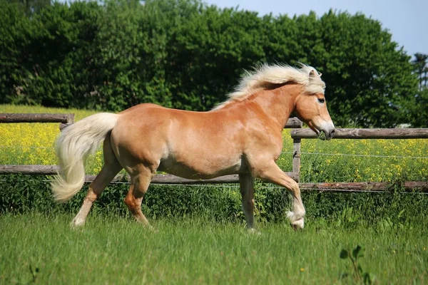 Красивая Лошадь Гафлингер Бежит Загоне Солнцем — стоковое фото