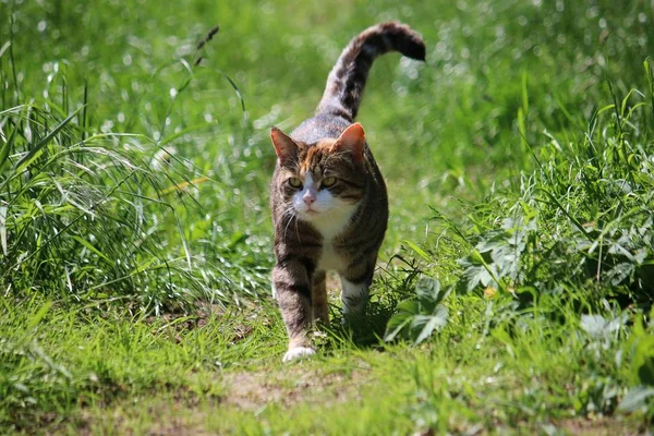 Güzel Küçük Kedi Bahçede Yürüyüş — Stok fotoğraf