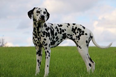 güzel Dalmaçyalı köpeğin bahçede duran